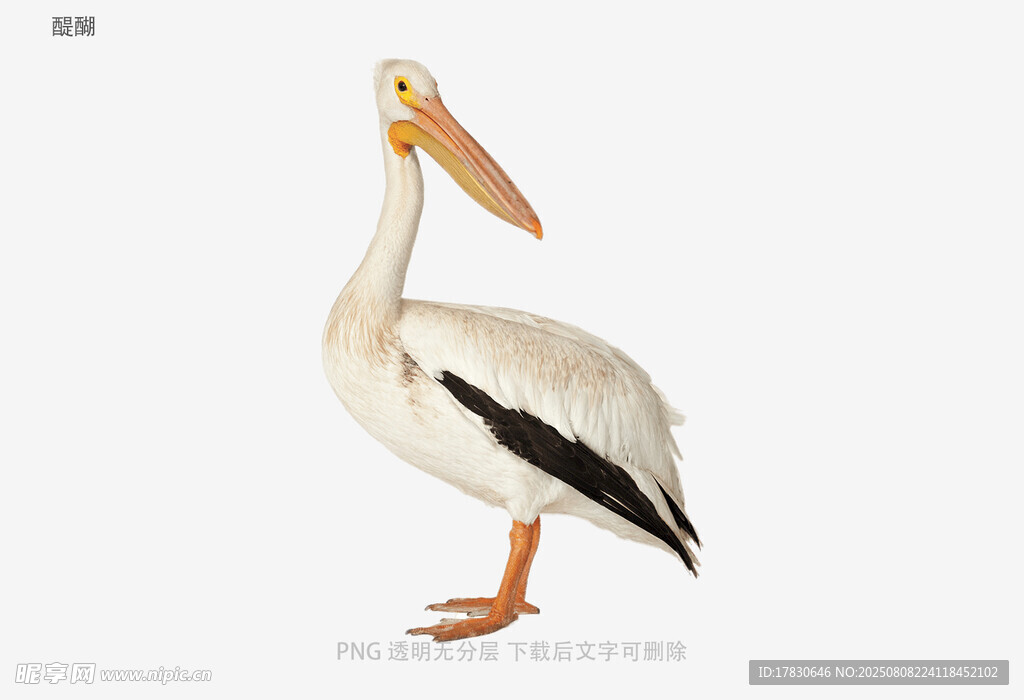 醍醐