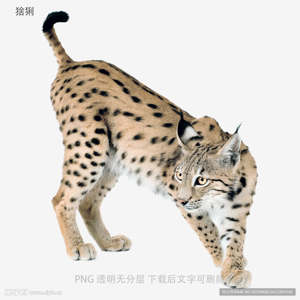 猞猁