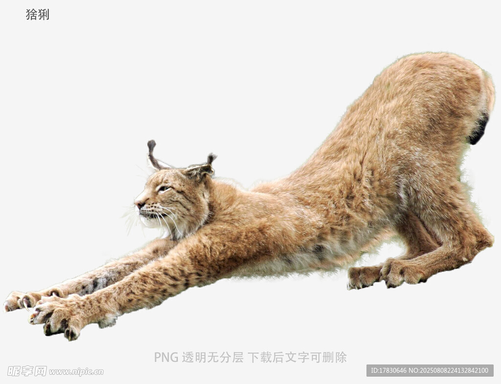 猞猁