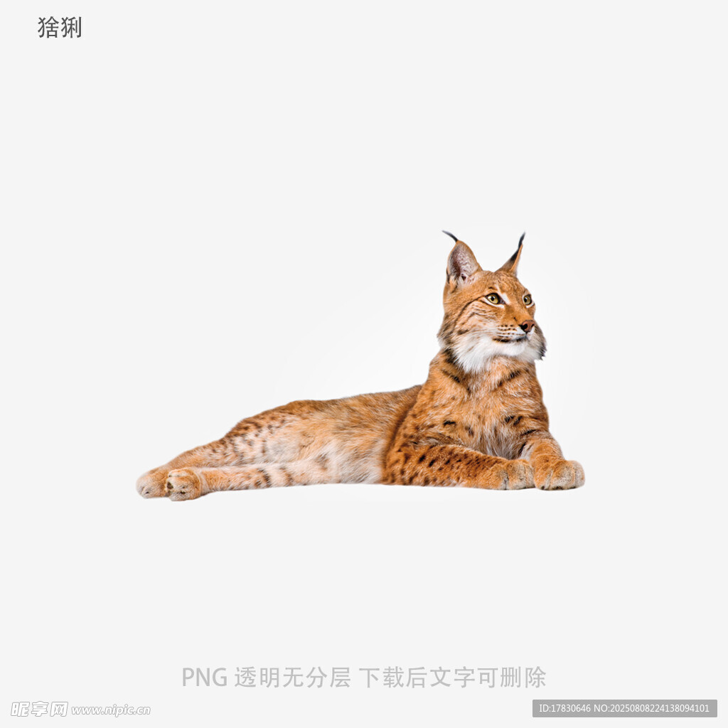猞猁