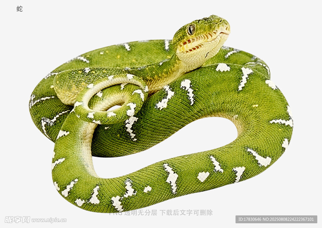 蛇