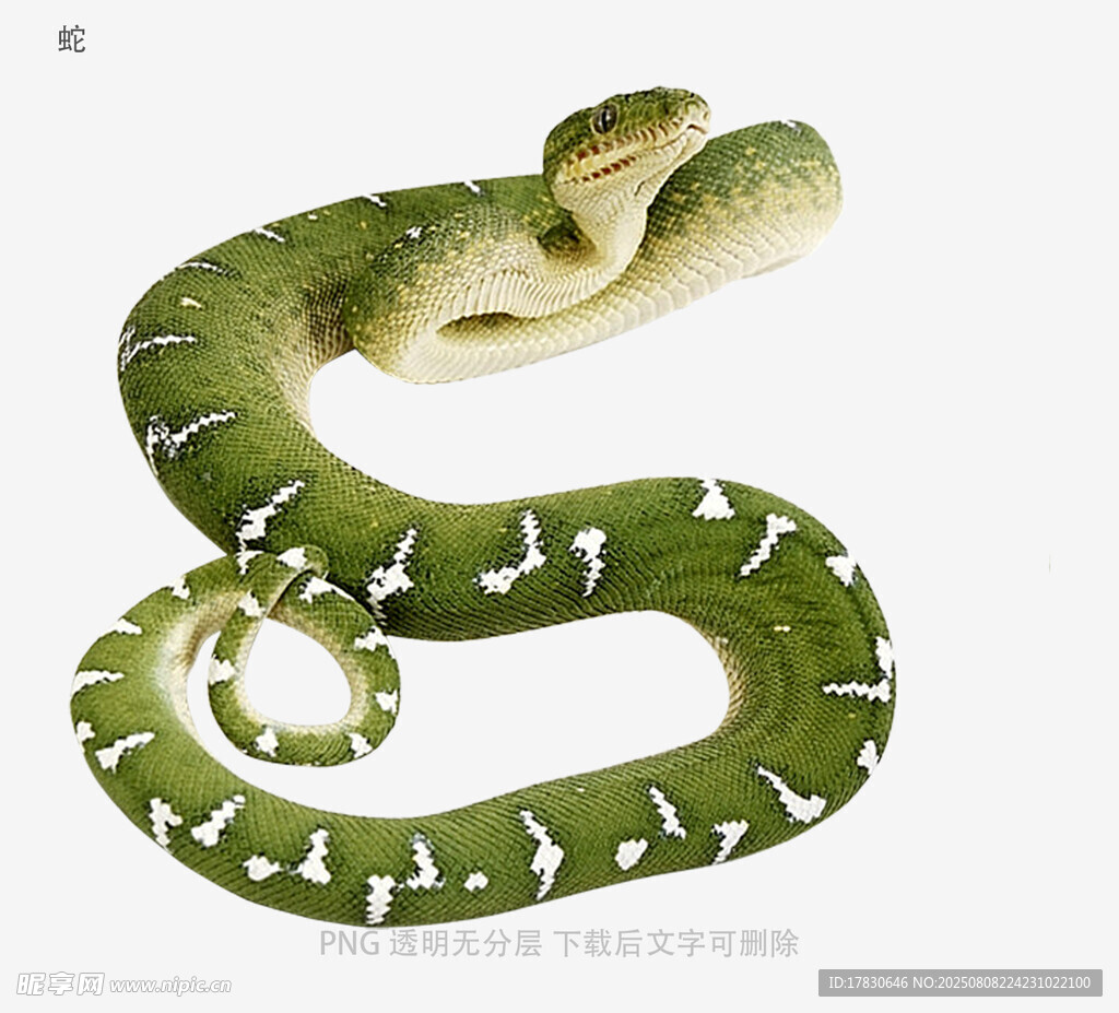蛇