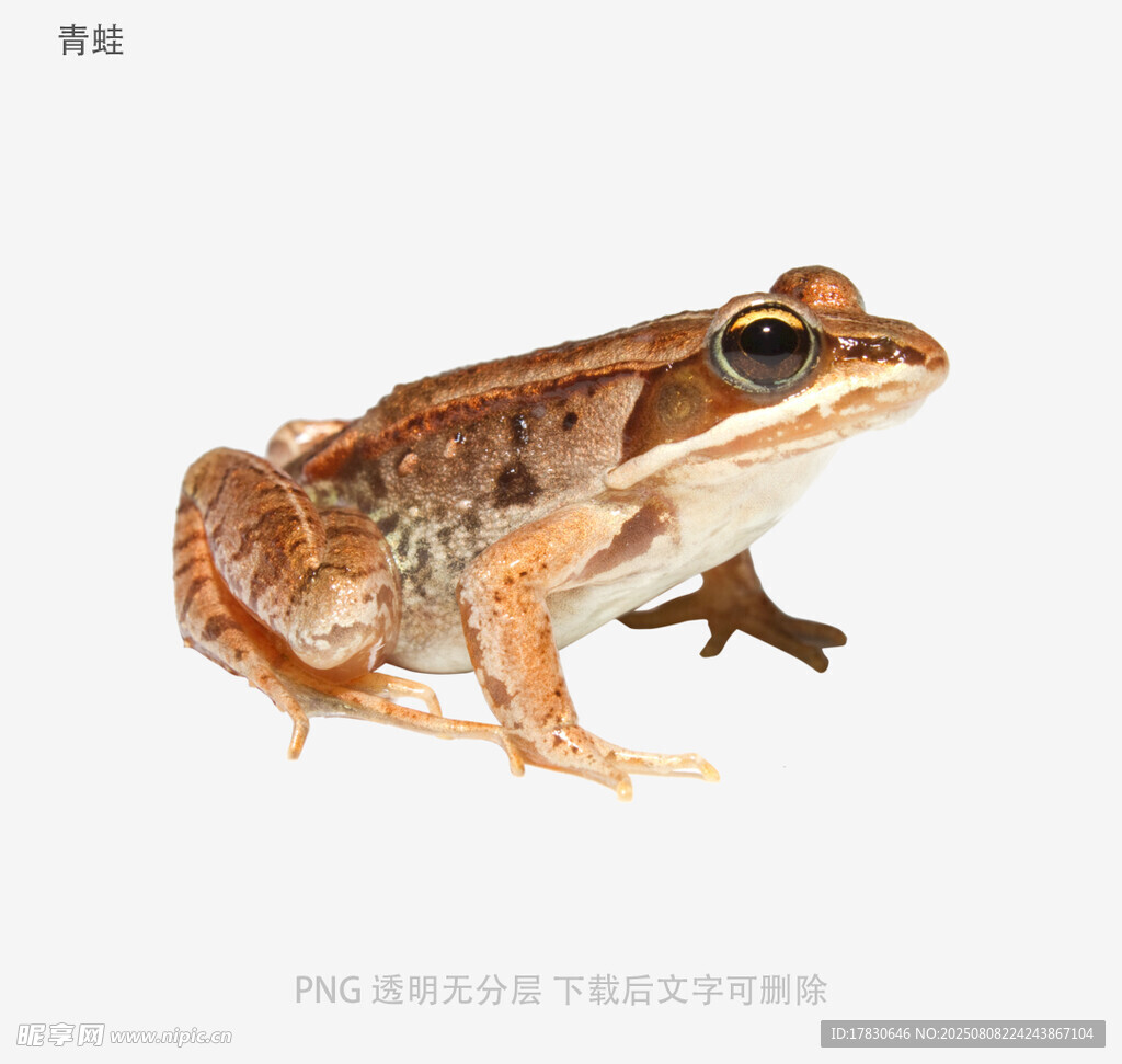 青蛙