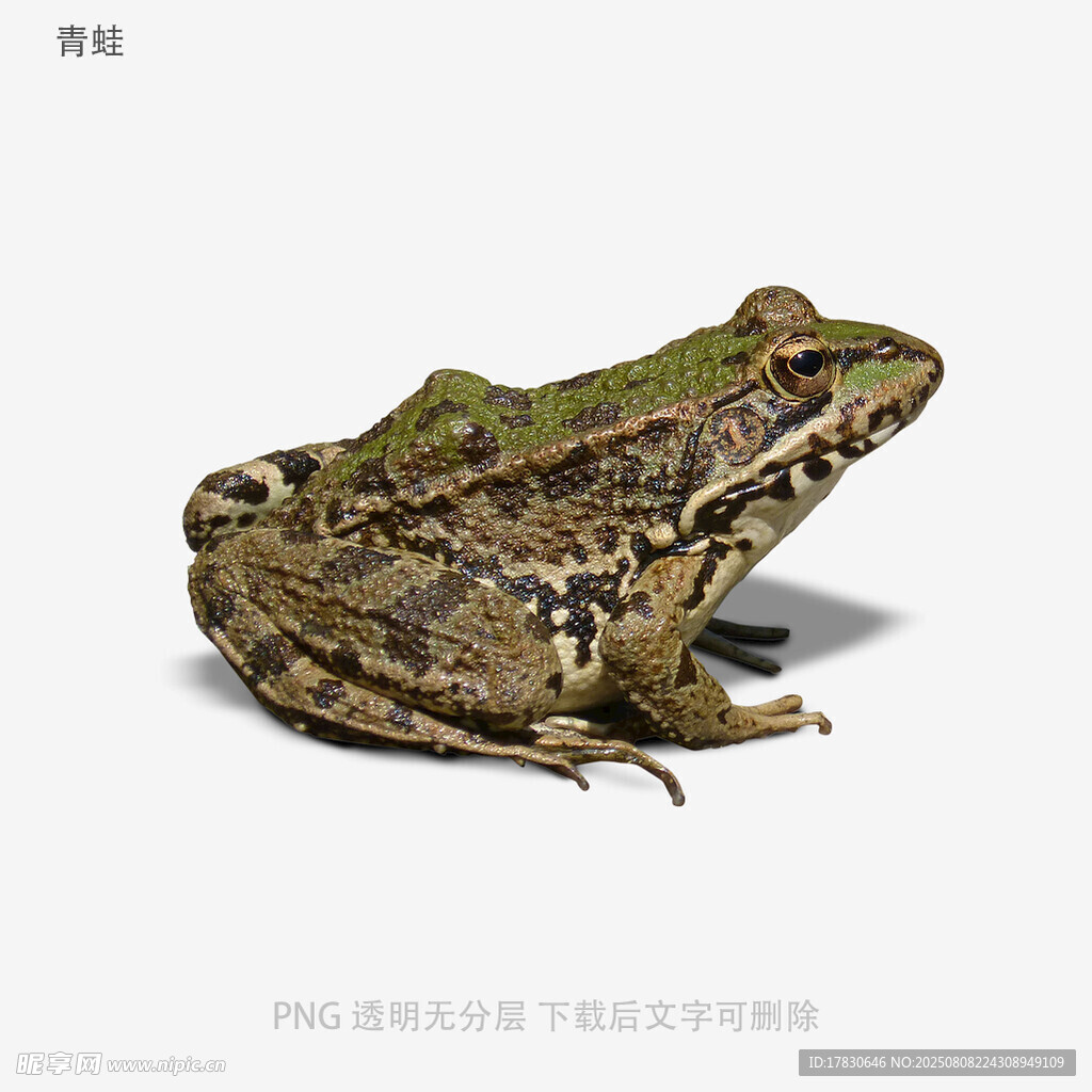 青蛙
