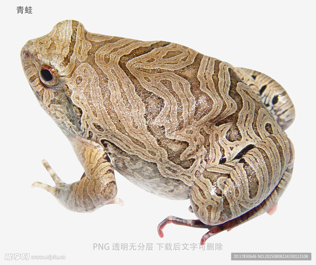青蛙