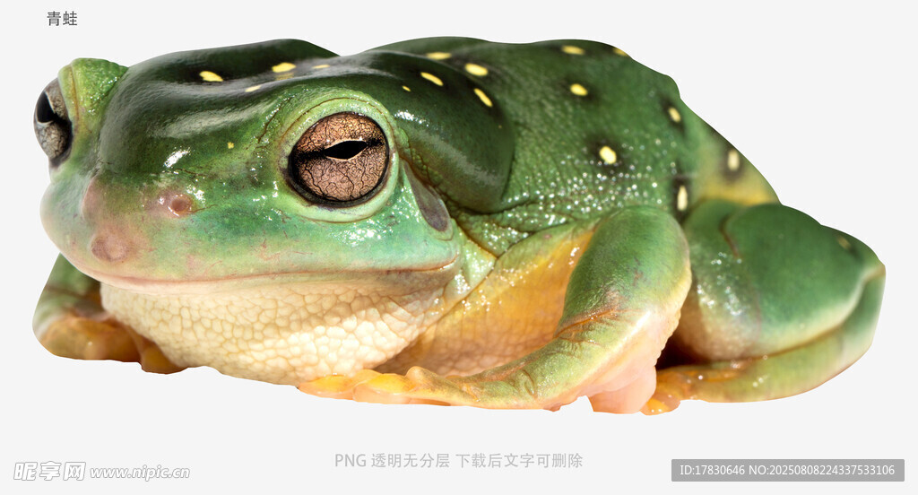 青蛙