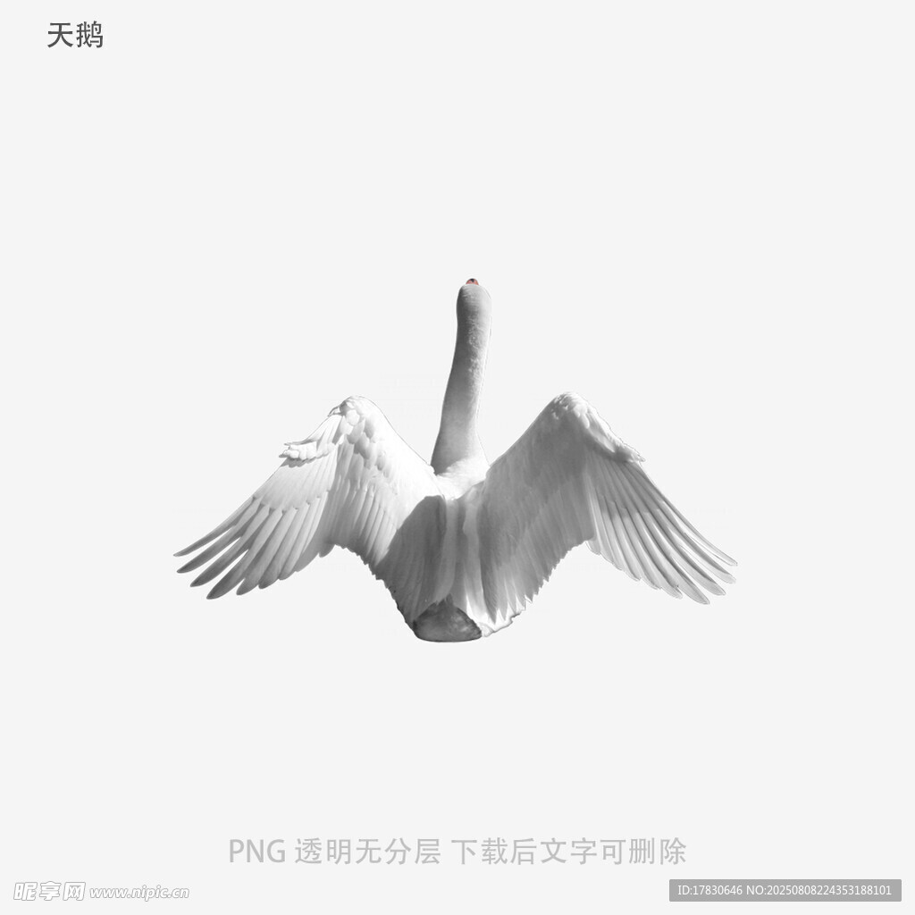天鹅