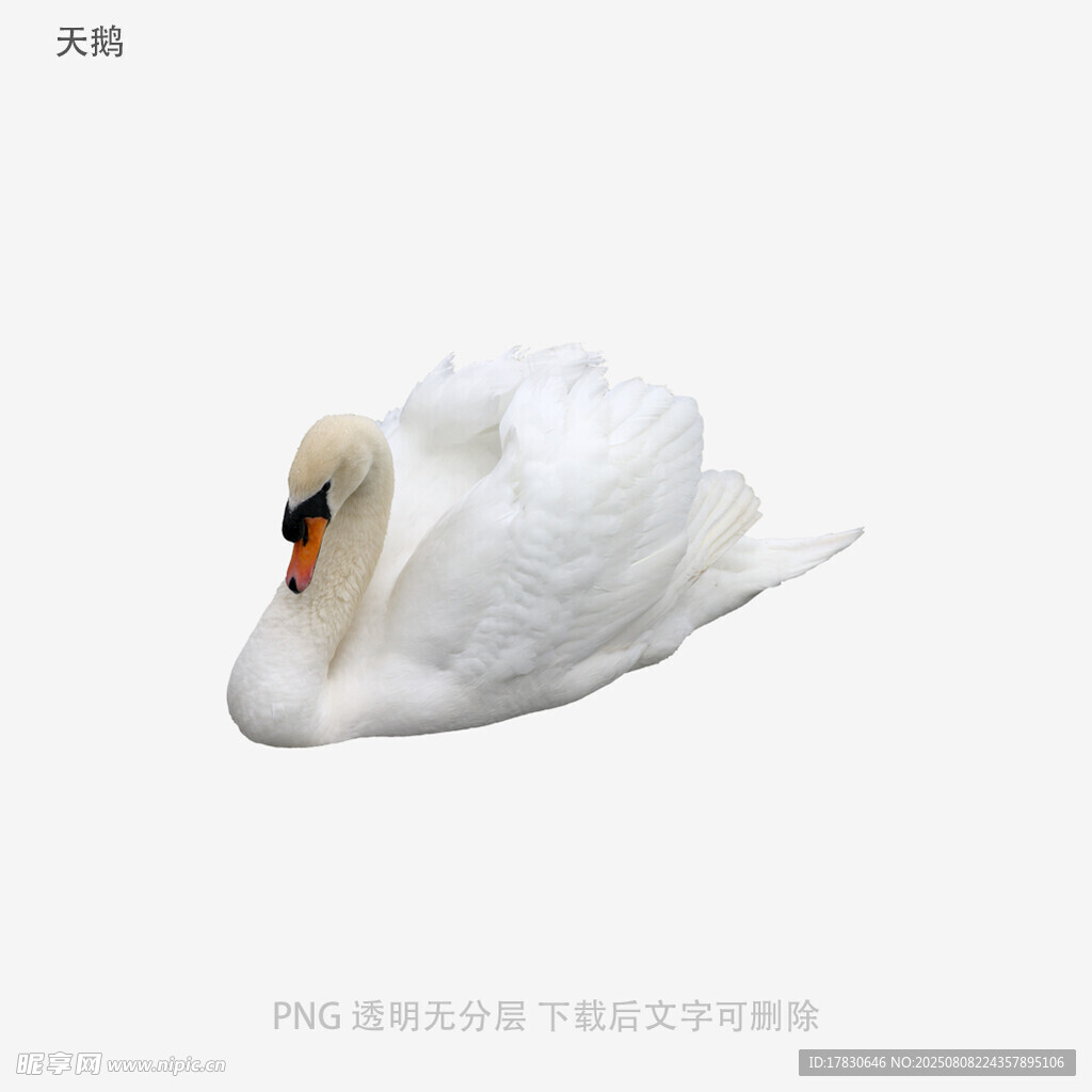 天鹅