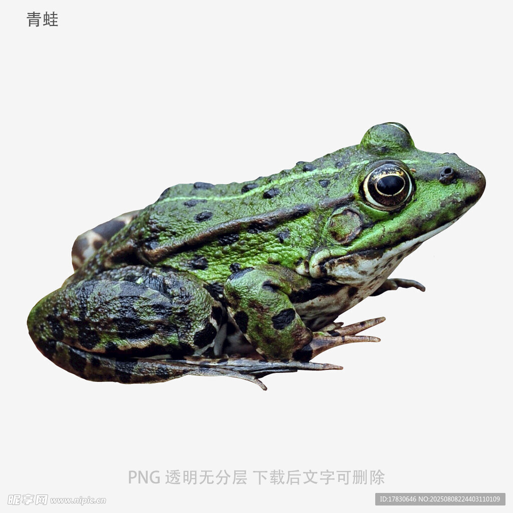 青蛙