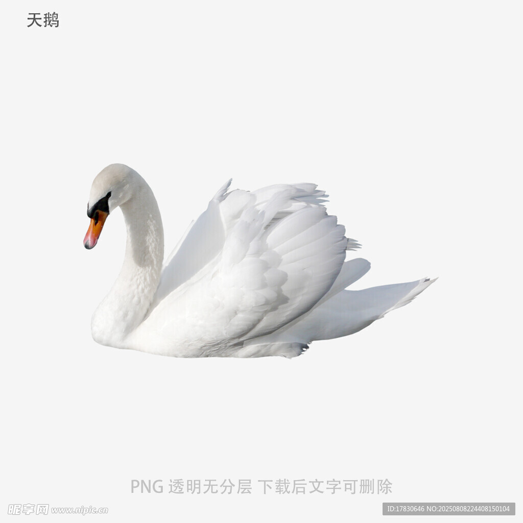 天鹅