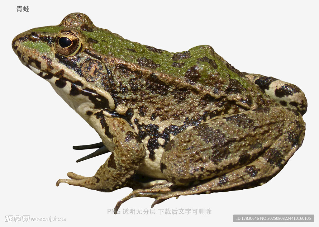 青蛙