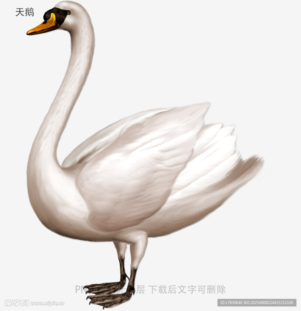 天鹅