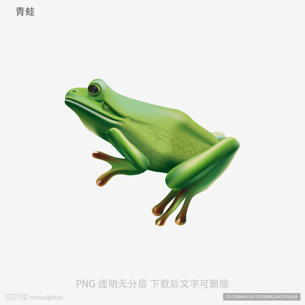 青蛙
