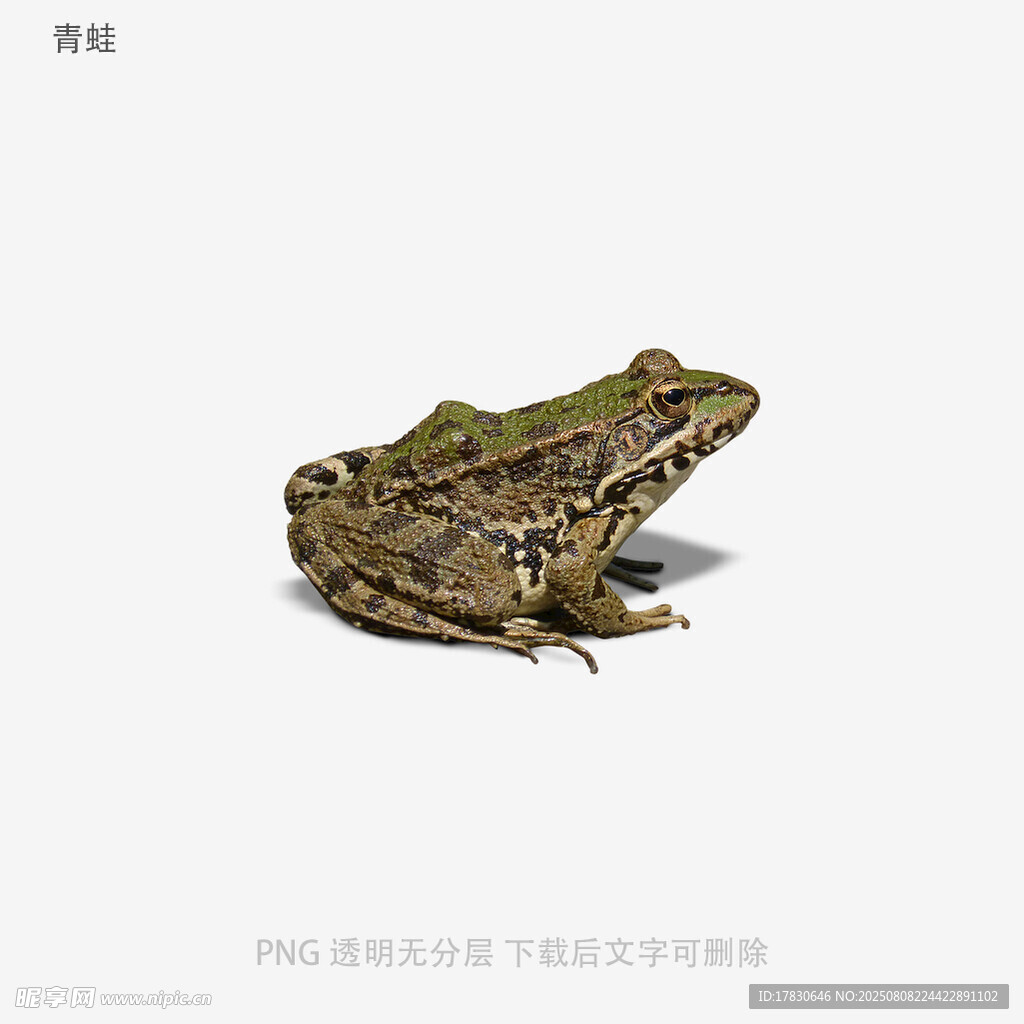 青蛙