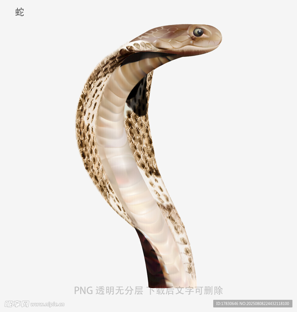 蛇