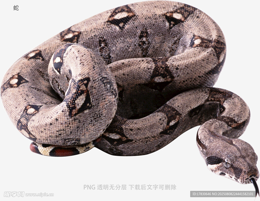 蛇