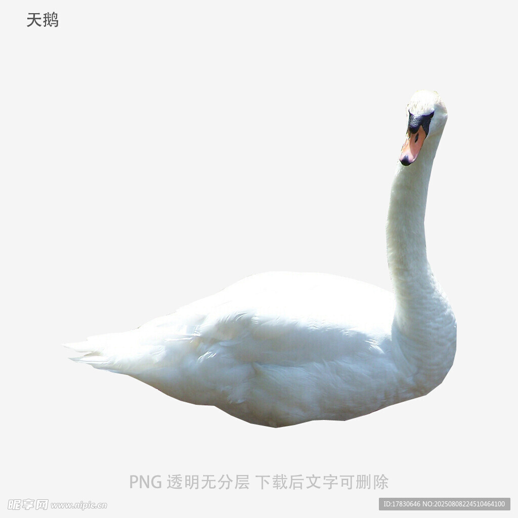 天鹅