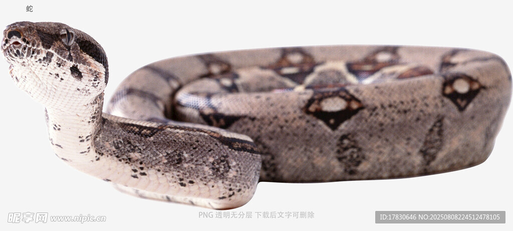 蛇
