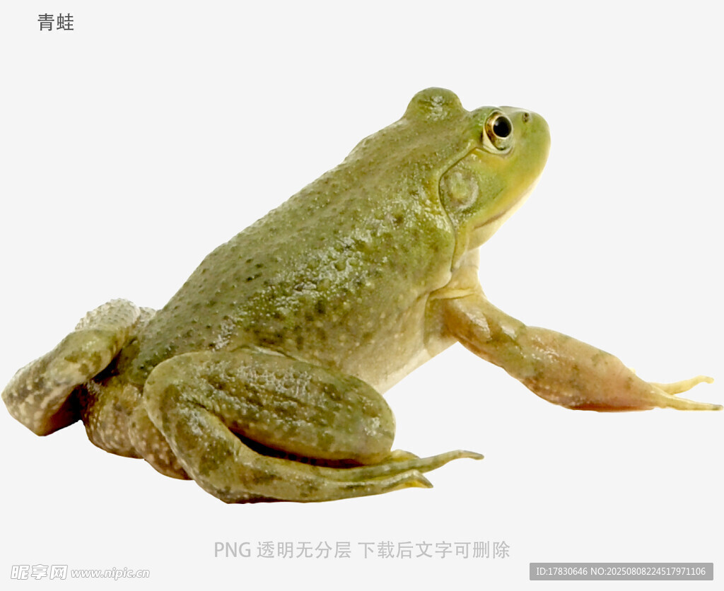 青蛙