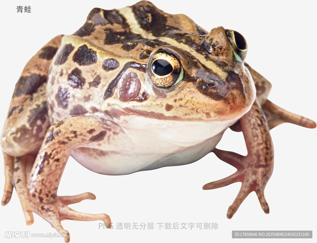 青蛙