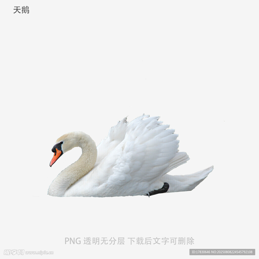 天鹅
