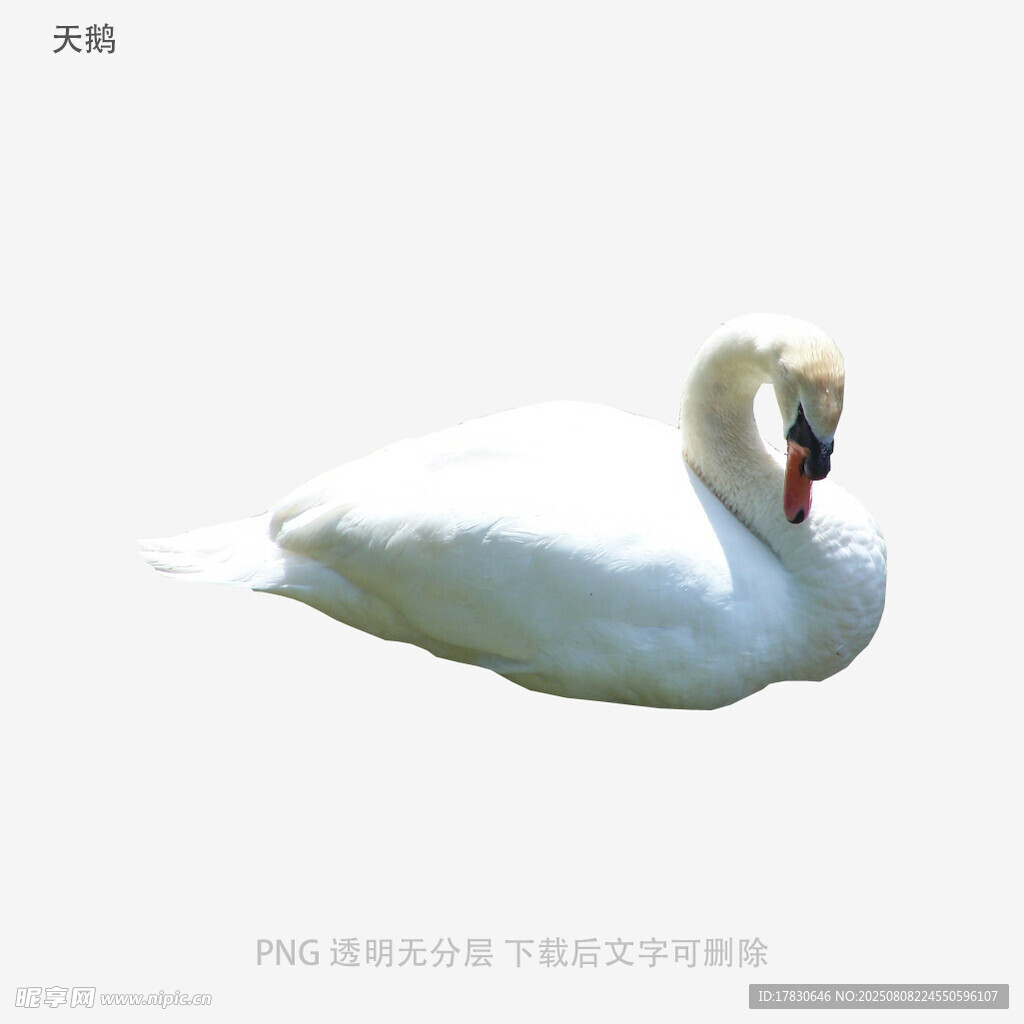 天鹅