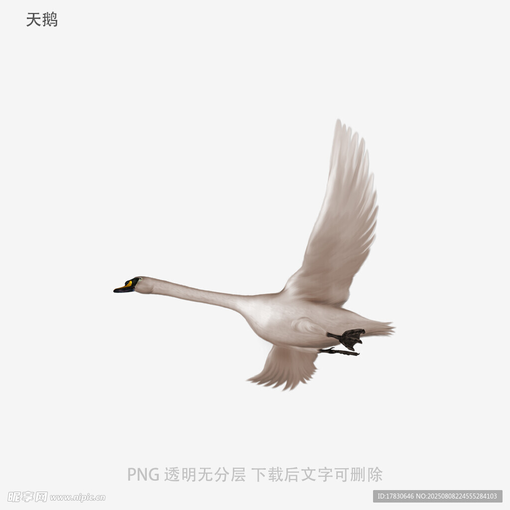 天鹅