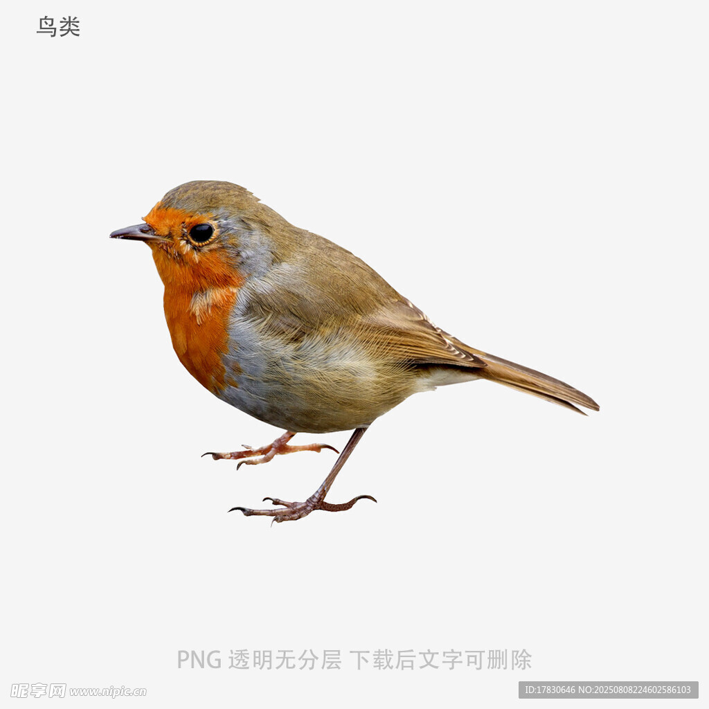 鸟类
