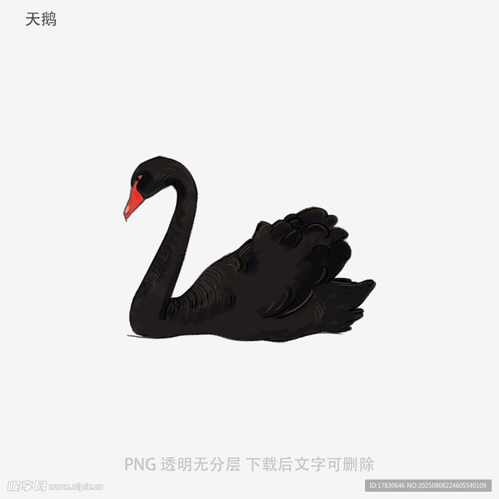天鹅