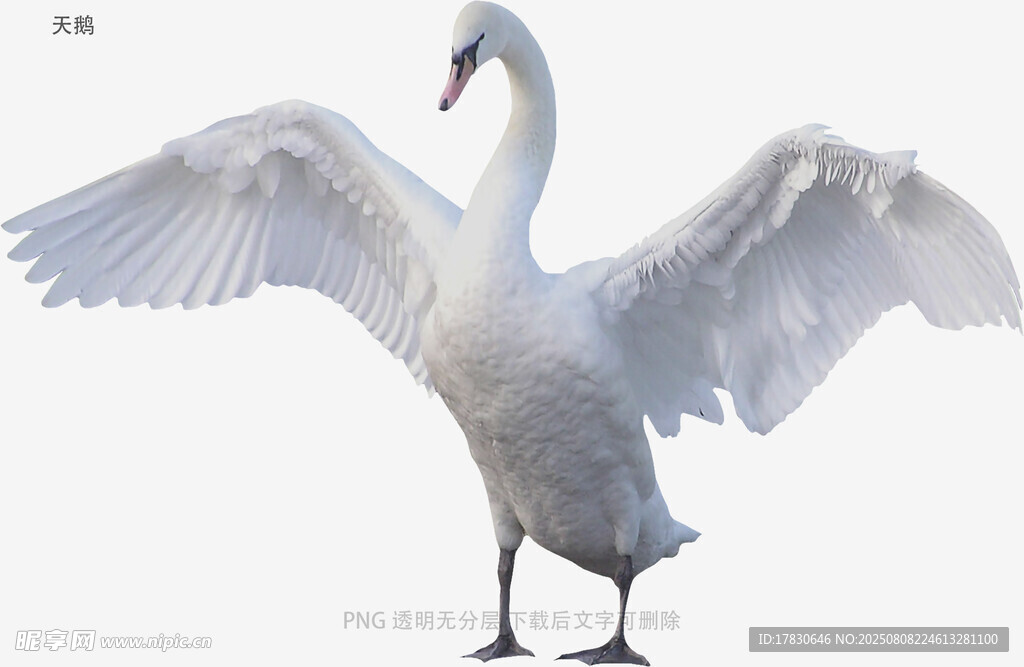 天鹅
