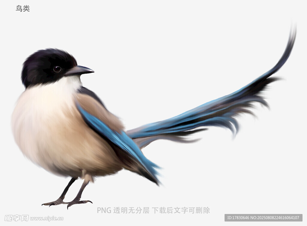 鸟类