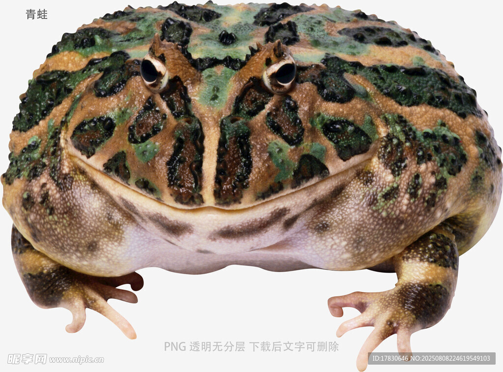 青蛙