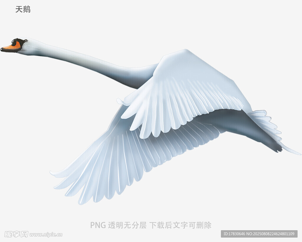 天鹅