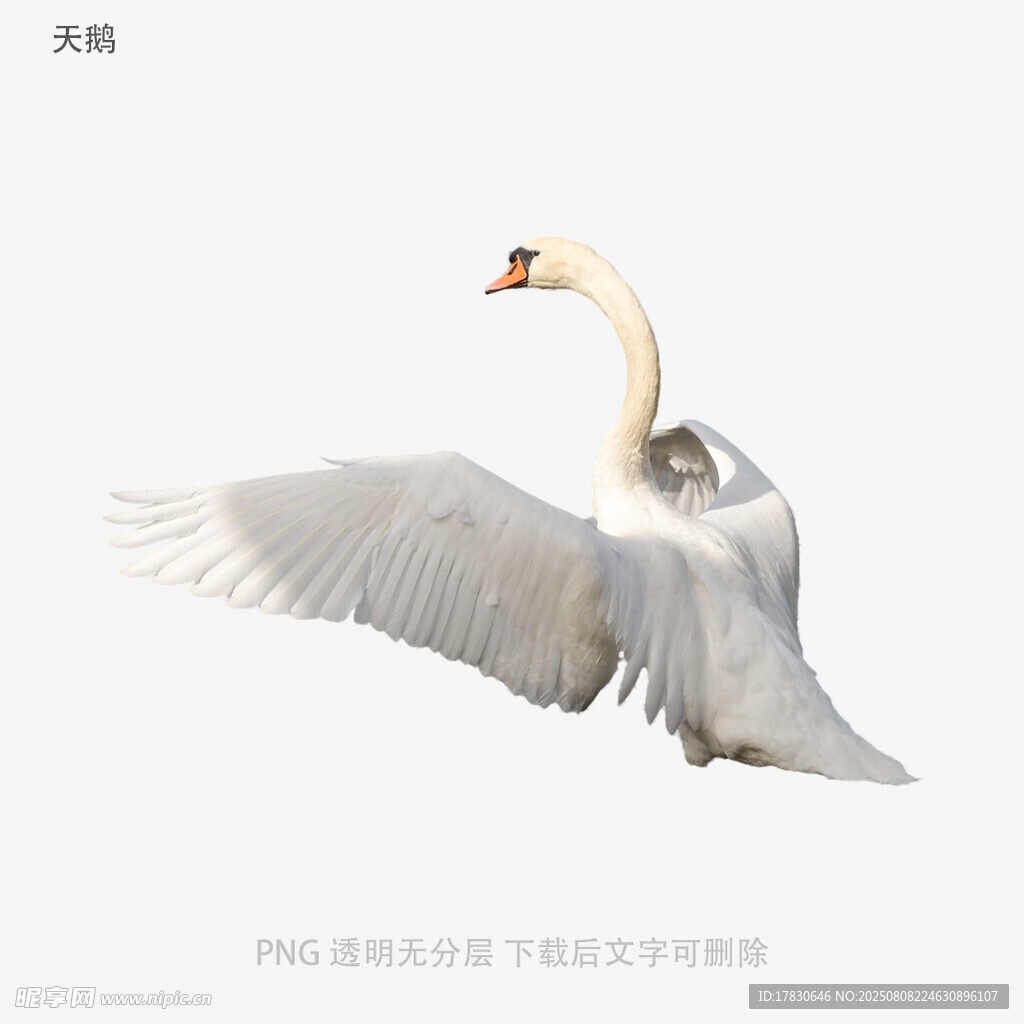 天鹅
