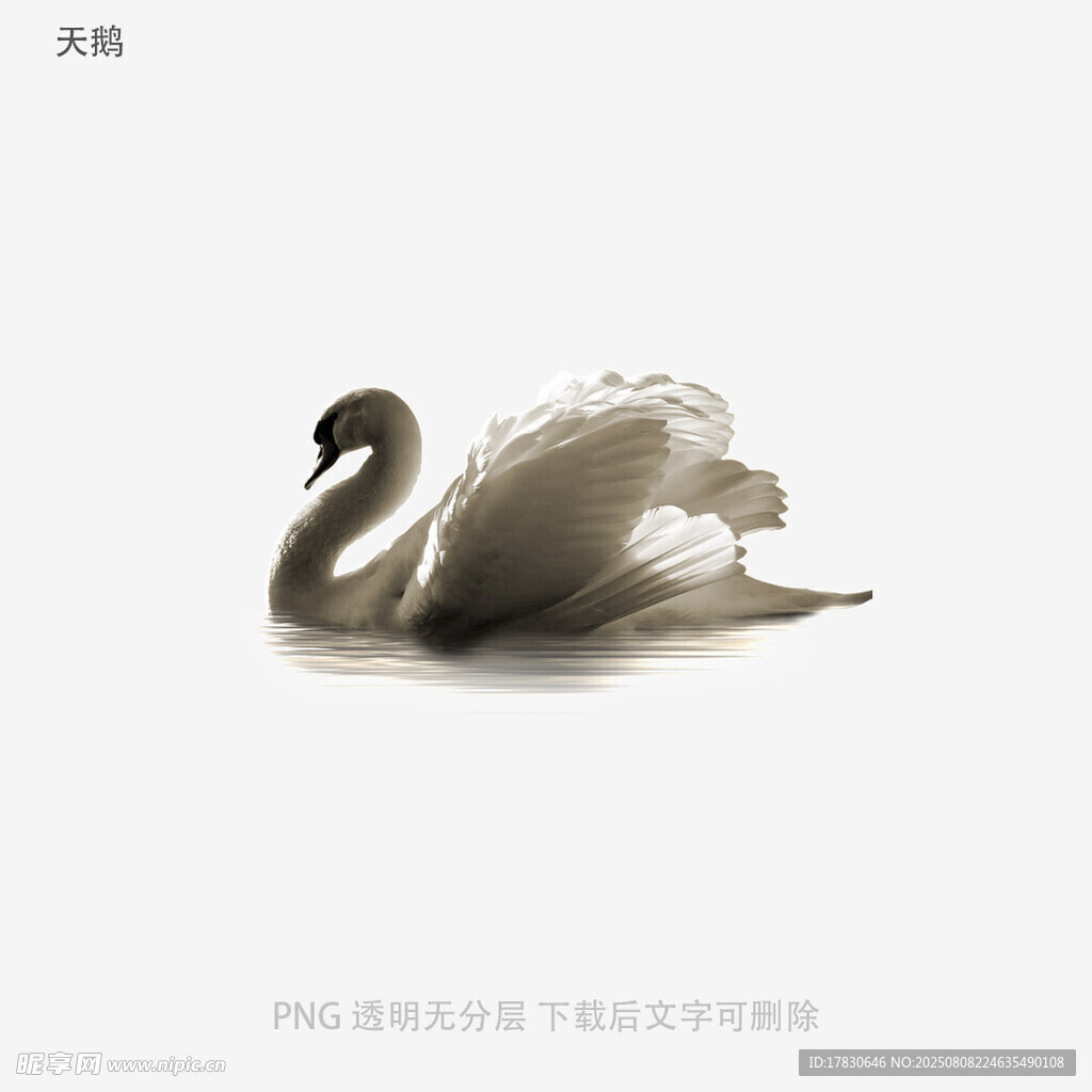 天鹅