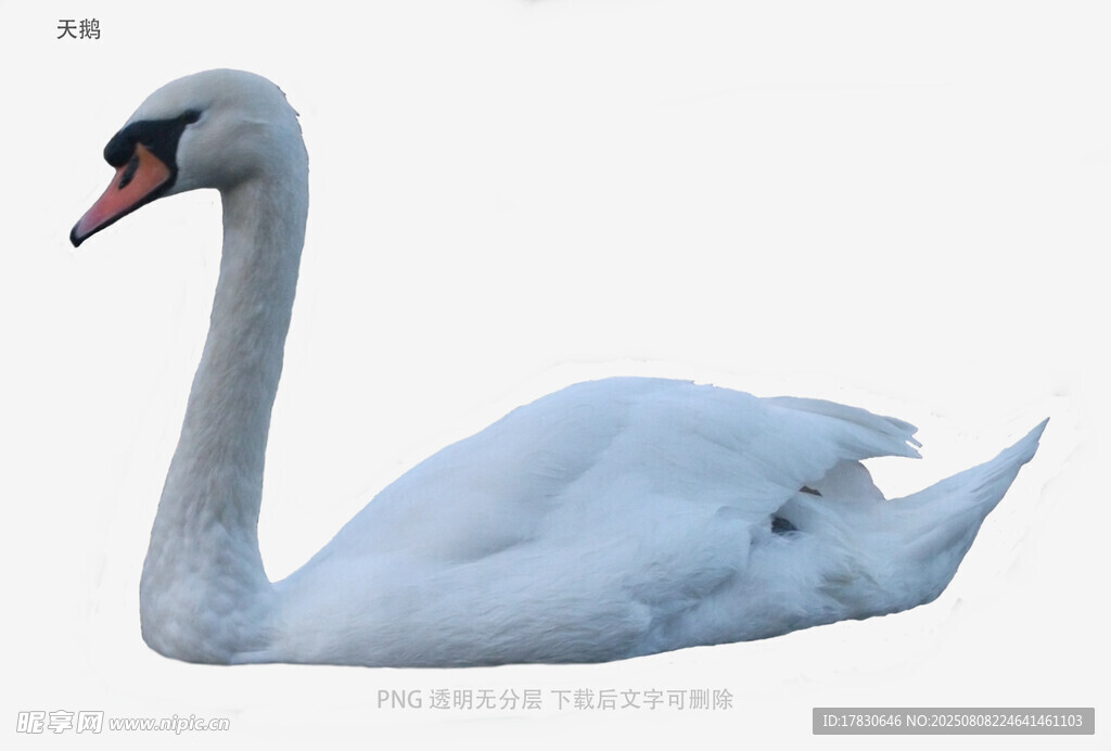 天鹅