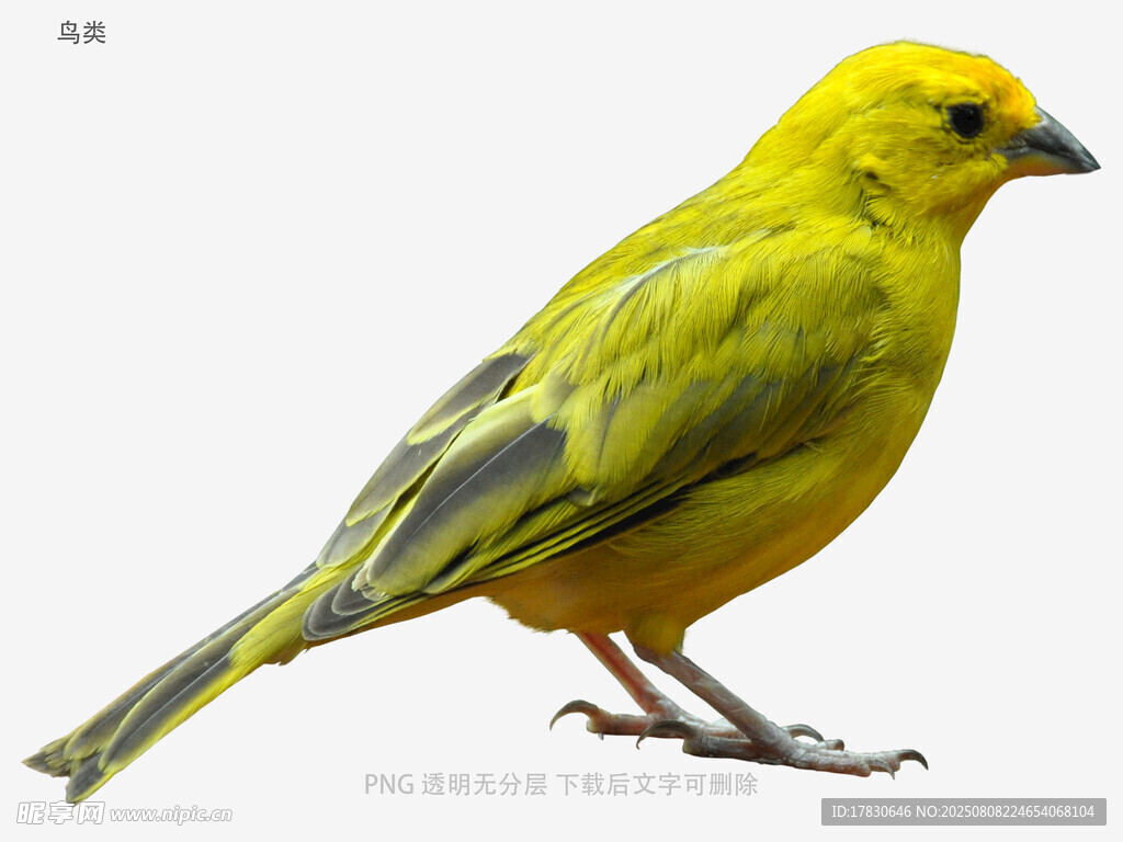 鸟类