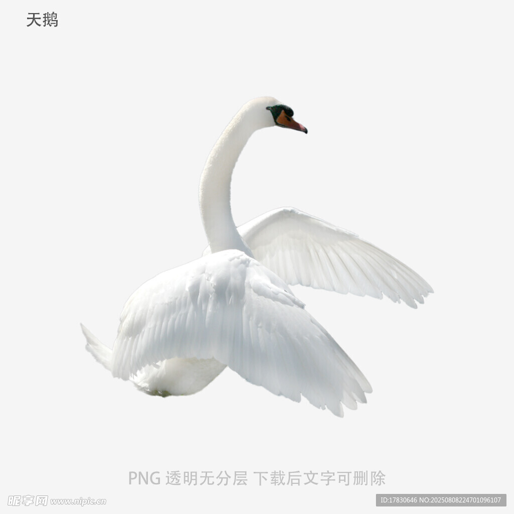 天鹅