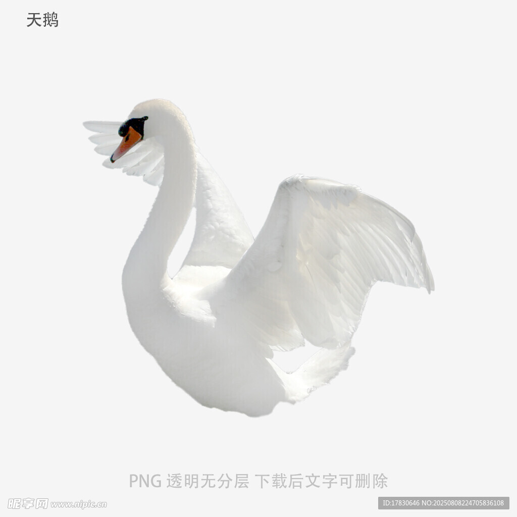 天鹅