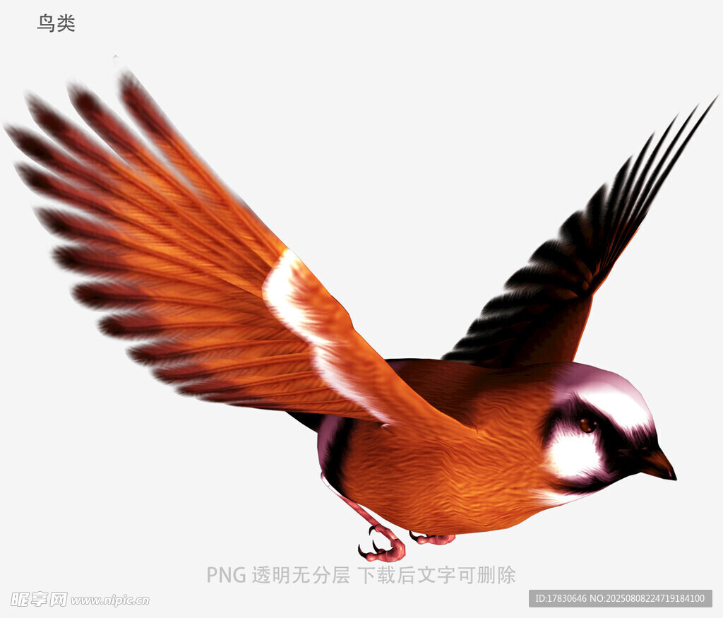 鸟类