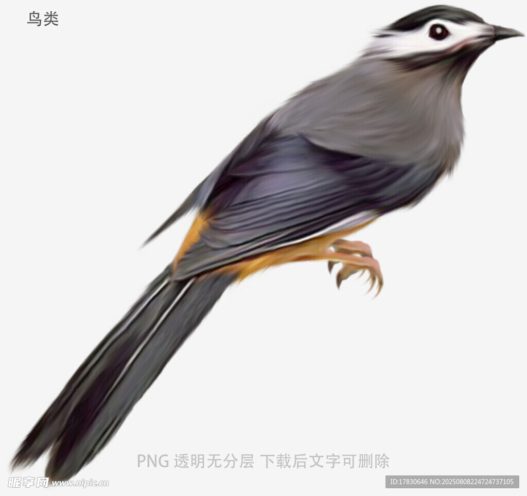 鸟类