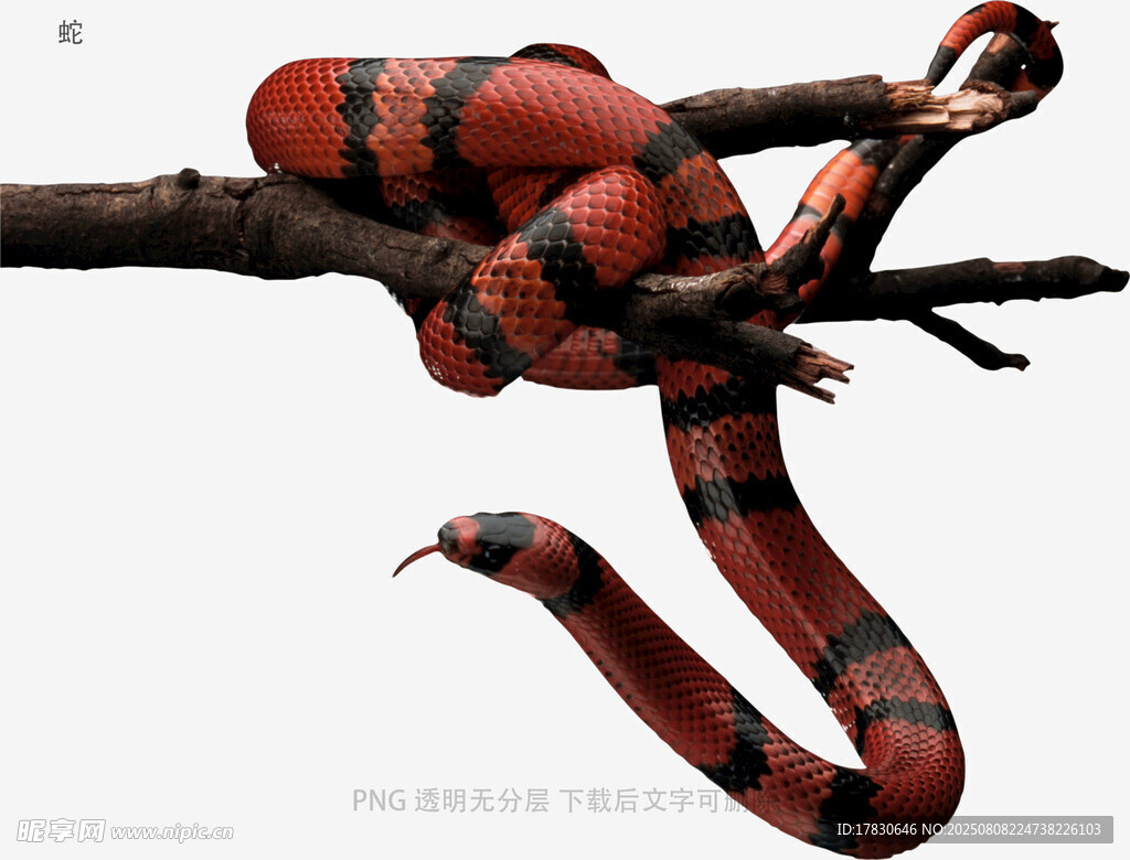 蛇