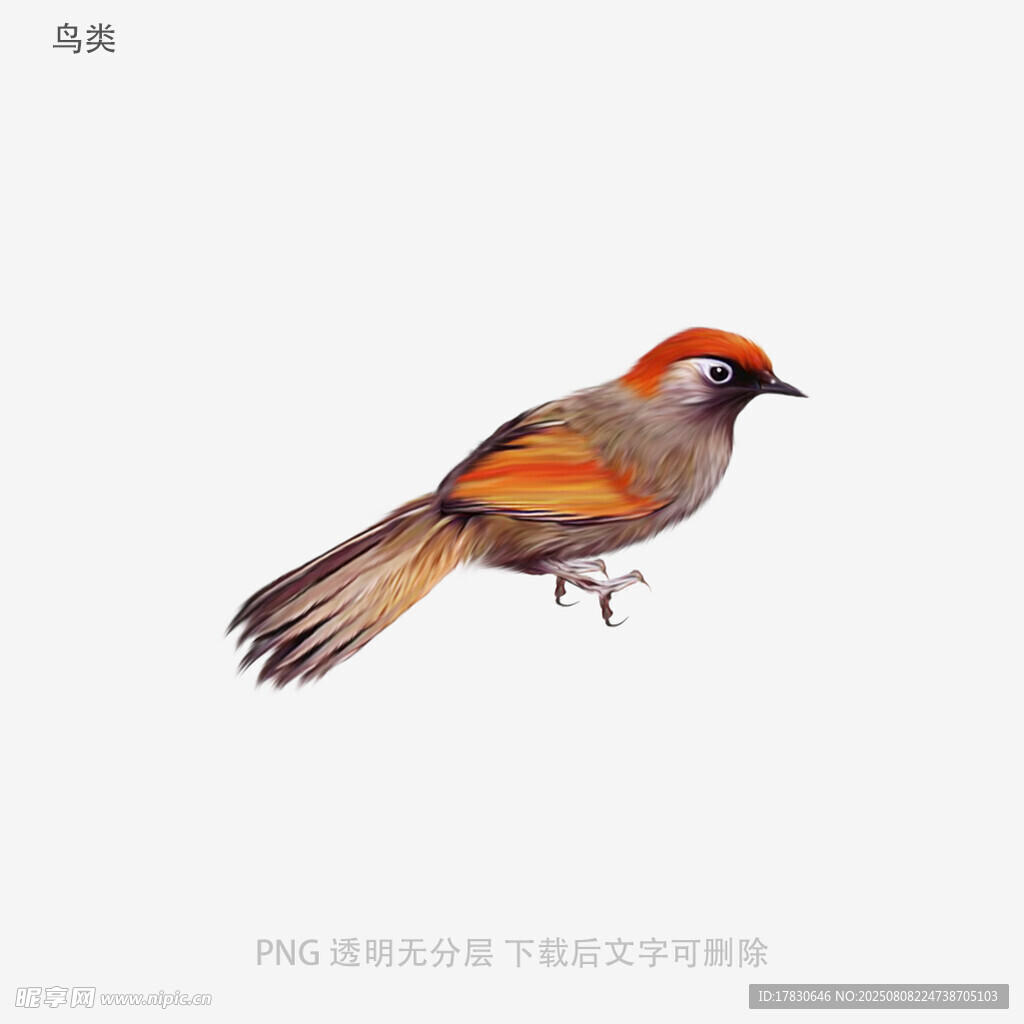 鸟类