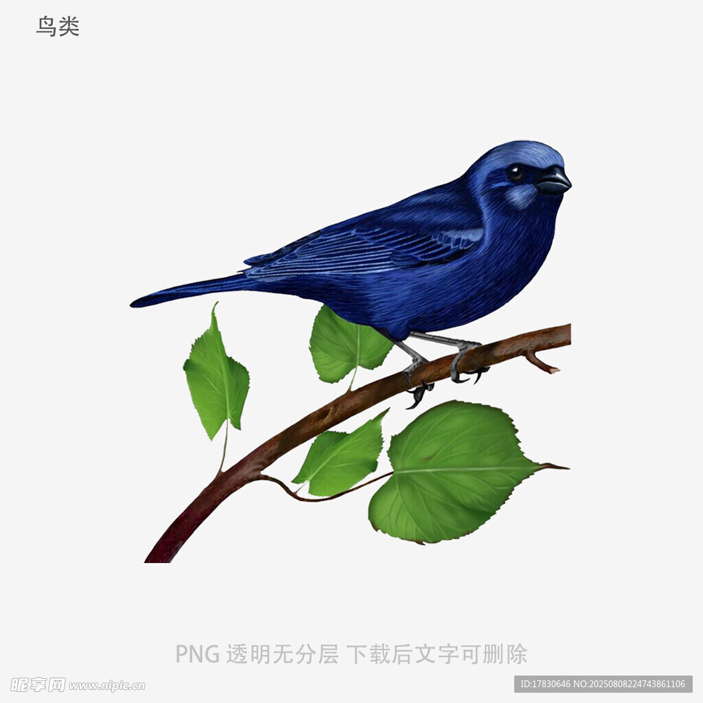 鸟类