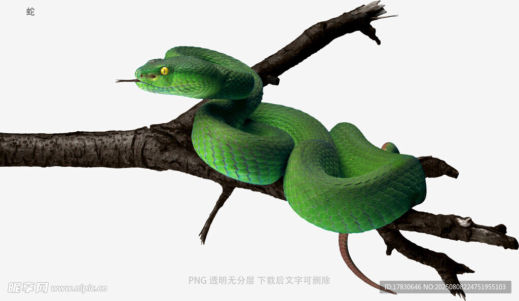 蛇