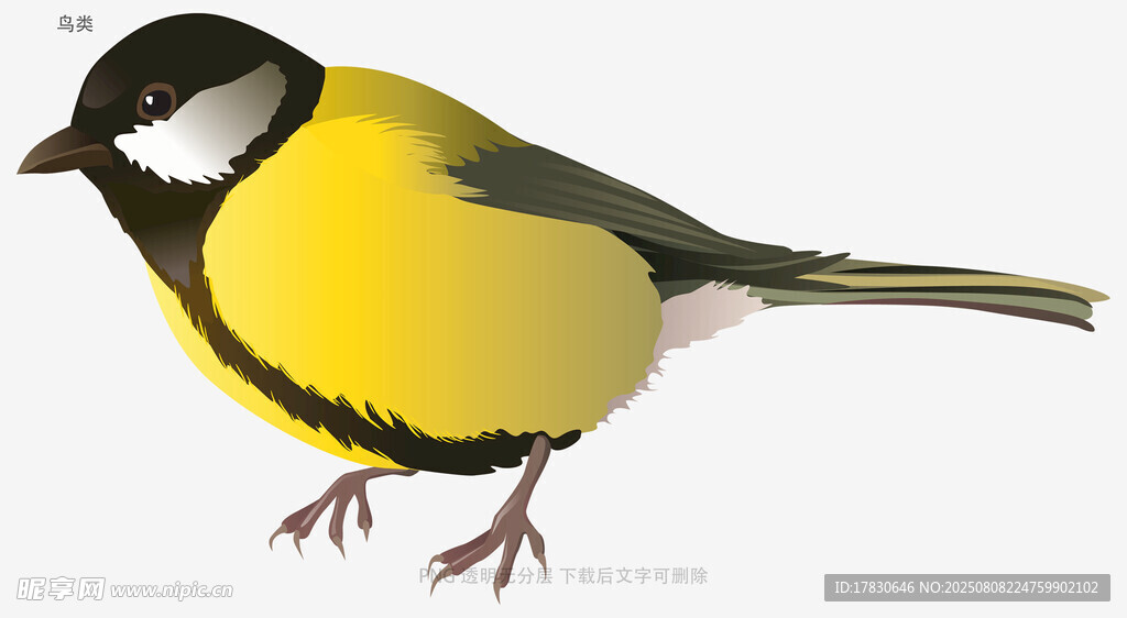 鸟类