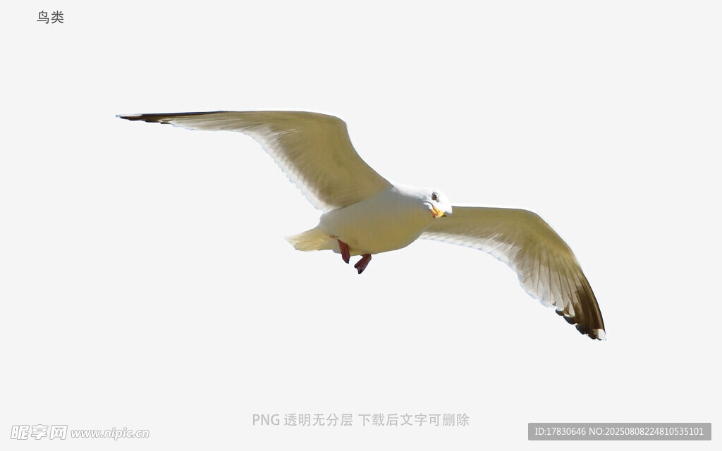 鸟类