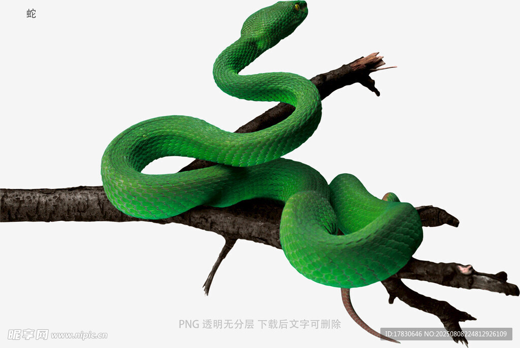 蛇