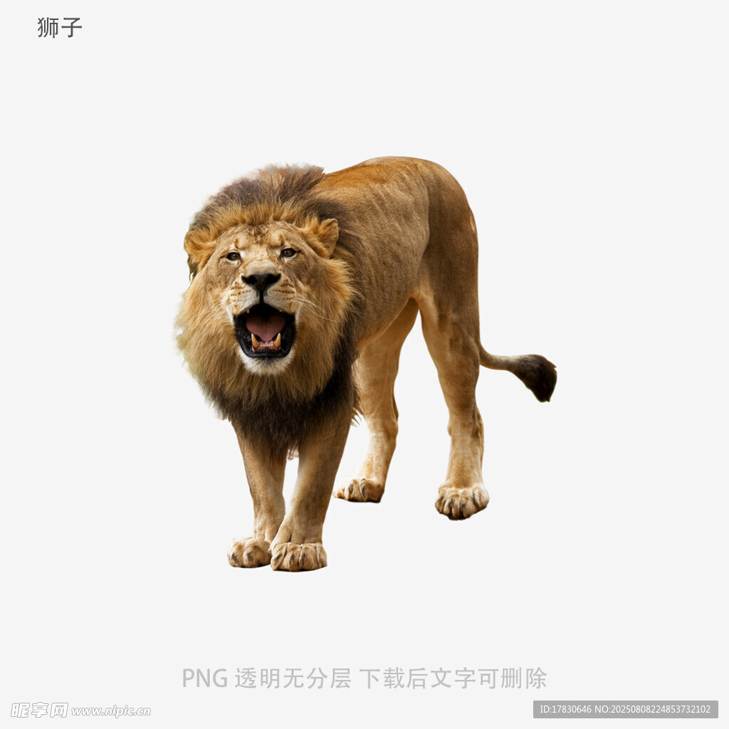 狮子
