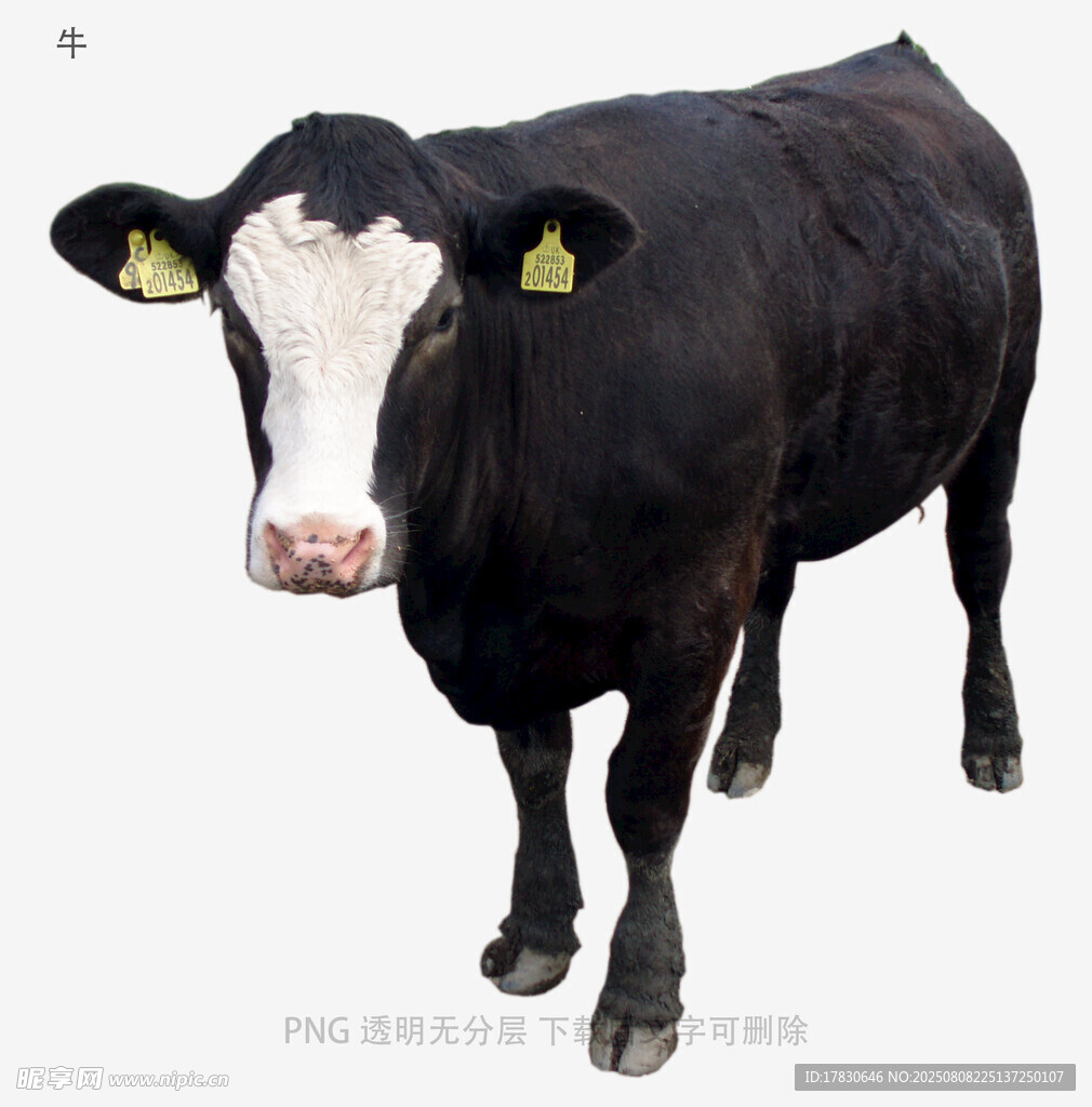 牛